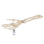 Human Hand Skeleton Model with Ulna & Radius, Wire Mounted - 3B Smart Anatomy 1