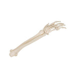 Human Hand Skeleton Model with Ulna & Radius, Wire Mounted - 3B Smart Anatomy 1