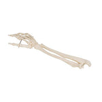 Human Hand Skeleton Model with Ulna & Radius, Wire Mounted - 3B Smart Anatomy 1