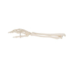 Human Hand Skeleton Model with Ulna & Radius, Wire Mounted - 3B Smart Anatomy 1