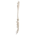 Human Hand Skeleton Model with Ulna & Radius, Wire Mounted - 3B Smart Anatomy 1