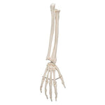 Human Hand Skeleton Model with Ulna & Radius, Wire Mounted - 3B Smart Anatomy 1