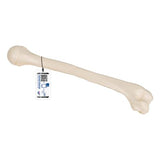 Human Humerus Model - 3B Smart Anatomy