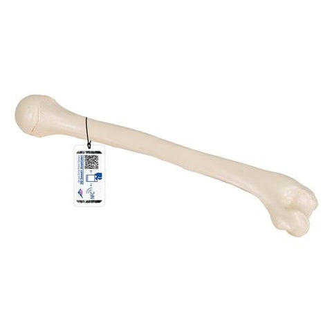 Human Humerus Model - 3B Smart Anatomy