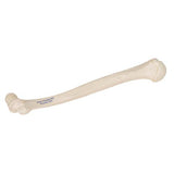 Human Humerus Model - 3B Smart Anatomy