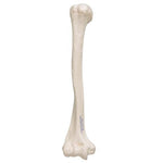 Human Humerus Model - 3B Smart Anatomy
