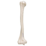 Human Humerus Model - 3B Smart Anatomy