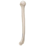 Human Humerus Model - 3B Smart Anatomy