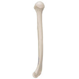 Human Humerus Model - 3B Smart Anatomy
