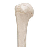 Human Humerus Model - 3B Smart Anatomy