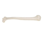 Human Humerus Model - 3B Smart Anatomy
