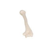 Human Humerus Model - 3B Smart Anatomy