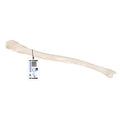 Human Ulna Model - 3B Smart Anatomy
