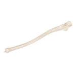 Human Ulna Model - 3B Smart Anatomy