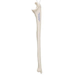 Human Ulna Model - 3B Smart Anatomy