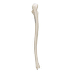 Human Ulna Model - 3B Smart Anatomy