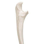 Human Ulna Model - 3B Smart Anatomy