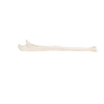 Human Ulna Model - 3B Smart Anatomy
