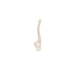 Human Ulna Model - 3B Smart Anatomy