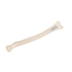 Human Radius Model - 3B Smart Anatomy