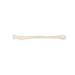 Human Radius Model - 3B Smart Anatomy
