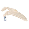 Human Scapula Model - 3B Smart Anatomy