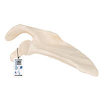 Human Scapula Model - 3B Smart Anatomy