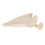 Human Scapula Model - 3B Smart Anatomy