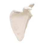 Human Scapula Model - 3B Smart Anatomy