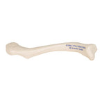 Human Clavicle Model - 3B Smart Anatomy