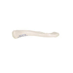 Human Clavicle Model - 3B Smart Anatomy