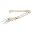 Human Arm Skeleton Model, Wire Mounted - 3B Smart Anatomy