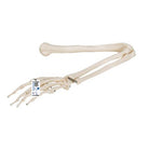 Human Arm Skeleton Model, Wire Mounted - 3B Smart Anatomy