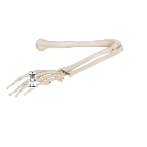 Human Arm Skeleton Model, Wire Mounted - 3B Smart Anatomy