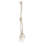 Human Arm Skeleton Model, Wire Mounted - 3B Smart Anatomy