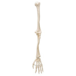 Human Arm Skeleton Model, Wire Mounted - 3B Smart Anatomy