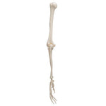 Human Arm Skeleton Model, Wire Mounted - 3B Smart Anatomy
