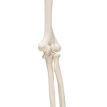 Human Arm Skeleton Model, Wire Mounted - 3B Smart Anatomy