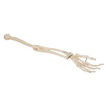 Human Arm Skeleton Model, Wire Mounted - 3B Smart Anatomy