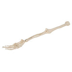 Human Arm Skeleton Model, Wire Mounted - 3B Smart Anatomy