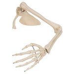 Human Arm Skeleton Model with Scapula & Clavicle - 3B Smart Anatomy