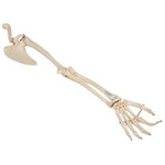 Human Arm Skeleton Model with Scapula & Clavicle - 3B Smart Anatomy