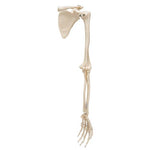 Human Arm Skeleton Model with Scapula & Clavicle - 3B Smart Anatomy