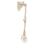 Human Arm Skeleton Model with Scapula & Clavicle - 3B Smart Anatomy