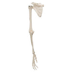 Human Arm Skeleton Model with Scapula & Clavicle - 3B Smart Anatomy
