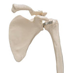 Human Arm Skeleton Model with Scapula & Clavicle - 3B Smart Anatomy