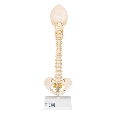 BONElike™ Child's Vertebral Column Model - 3B Smart Anatomy