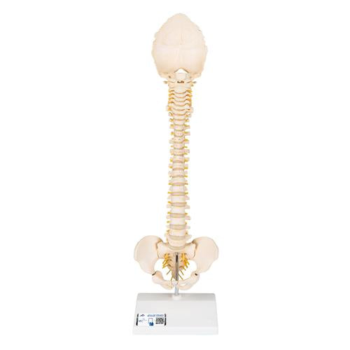 BONElike™ Child's Vertebral Column Model - 3B Smart Anatomy