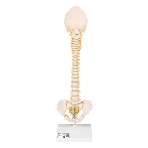 BONElike™ Child's Vertebral Column Model - 3B Smart Anatomy