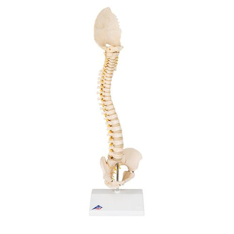 BONElike™ Child's Vertebral Column Model - 3B Smart Anatomy